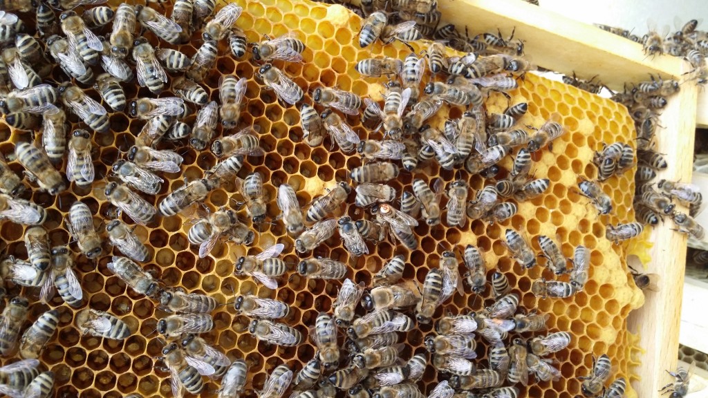 Bienen Königin mit Hofstaat
